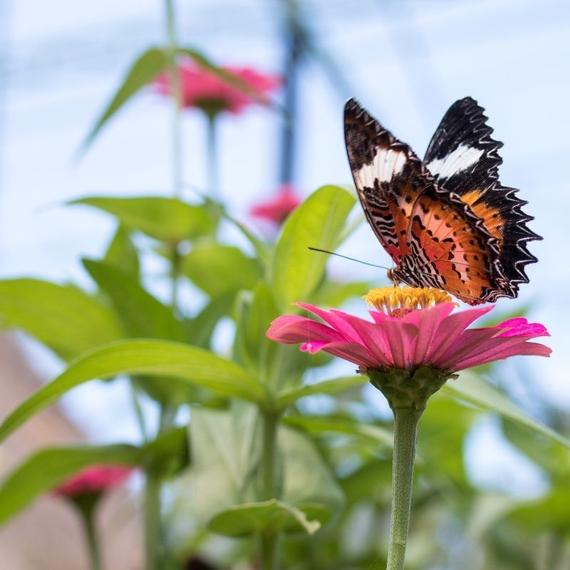 Beautiful butterfly that is perfectly perfect