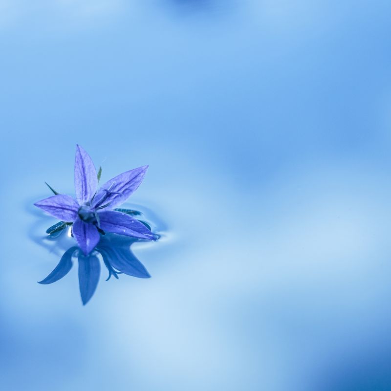 The Peace You are Looking for(2)