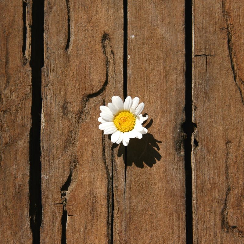 What if Happiness is Just the Absence of Resistance