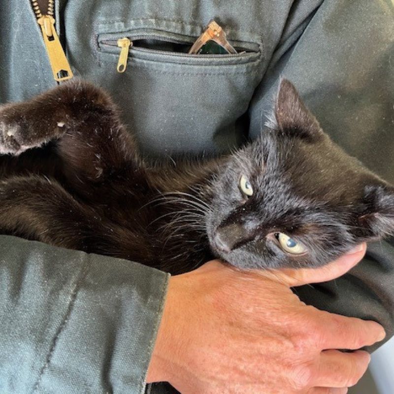 What Blackie the Cat Taught Me About Love, Death, and Grief
