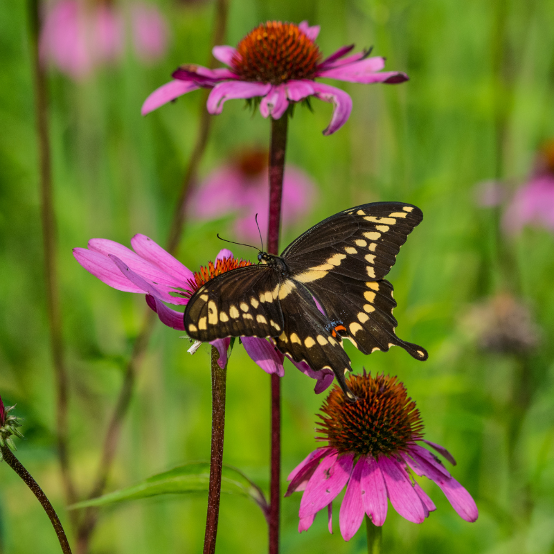 A Lesson in Resilience From an Injured Butterfly