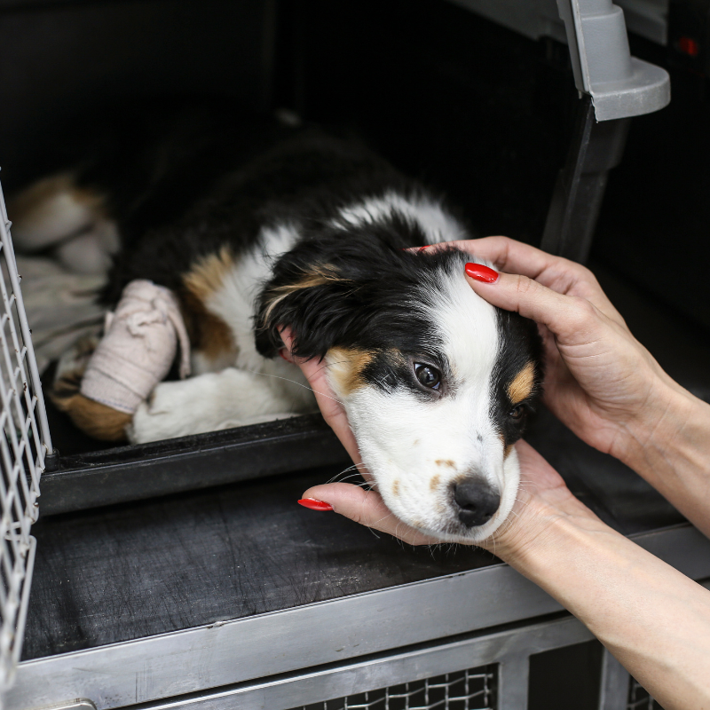Close-up of hands gently holding a wounded dog’s head, with the dog lying in a crate and a bandage on its leg.